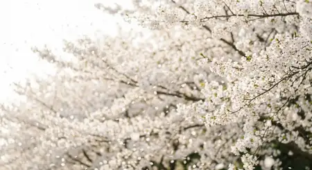 Plain White Background Desktop Wallpaper - Free Background Download