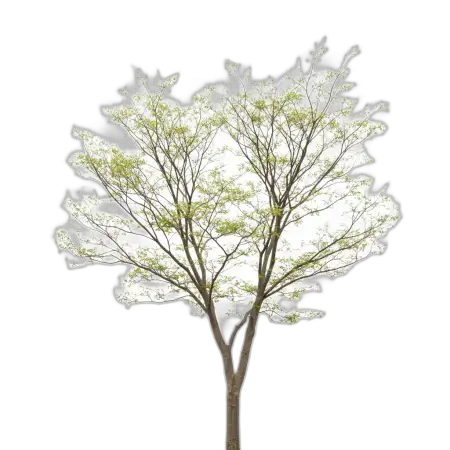 Free Png Tree Full Size Isolated On White Background For Graphic Design PNG Image Download