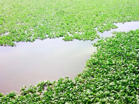 Pond Water - Free Pond Water Download