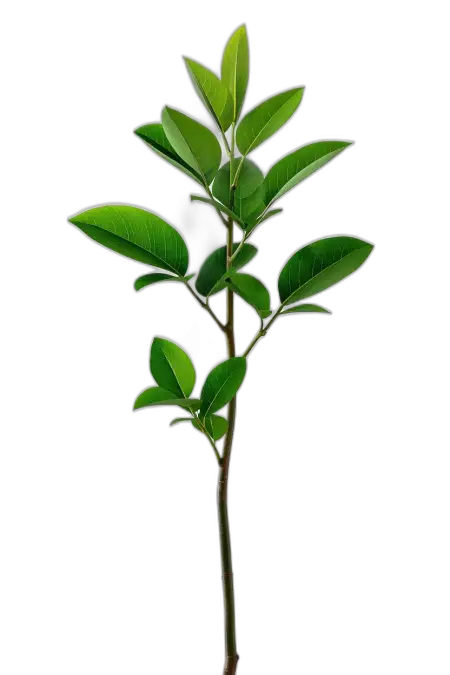 professional stock png tree image clean edges for commercial use