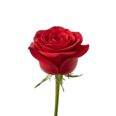 Realistic Rose Png Image - Free Rose Png Download