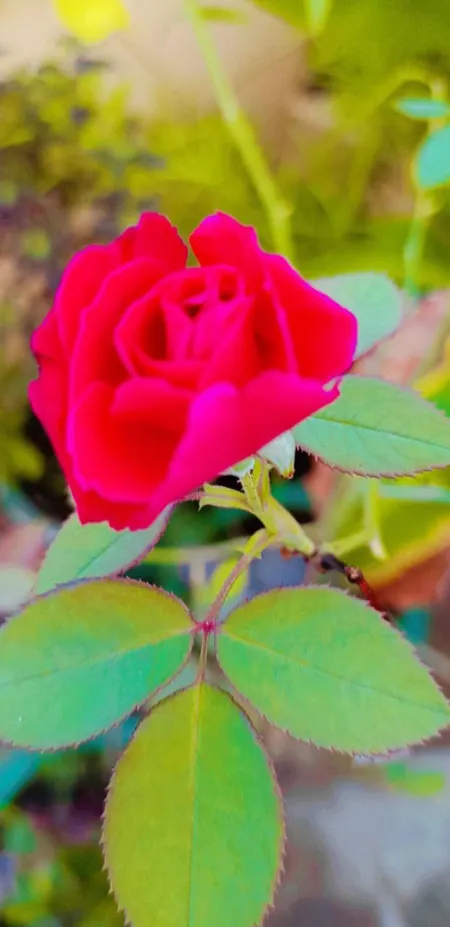 Red Rose Flower With Plant