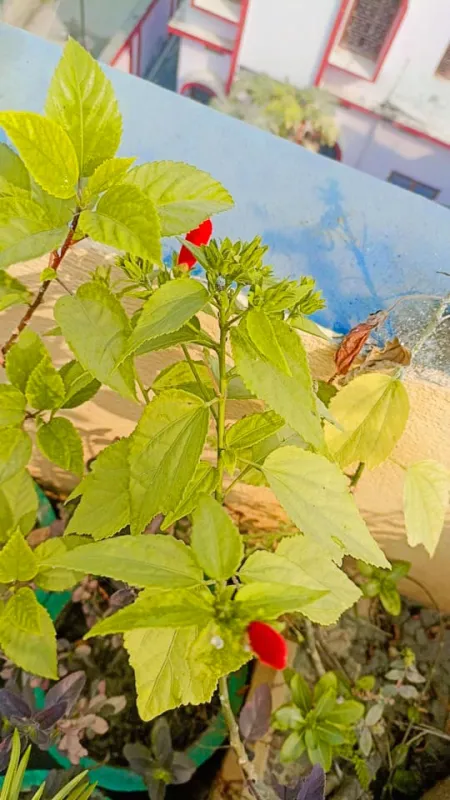 Red Small Flower Plant On The Roof