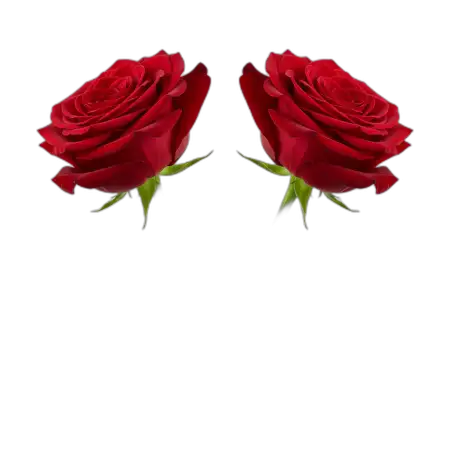 Red Rose Png For Valentine Day - Free Rose Png Download
