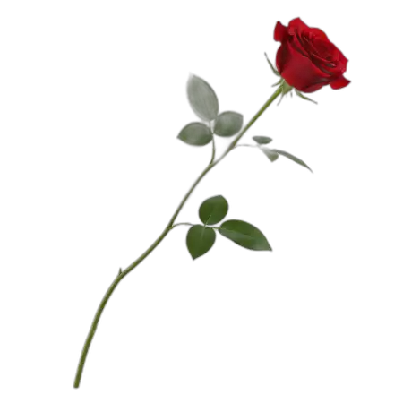 Red Rose Png Transparent Background - Free Rose Png Download