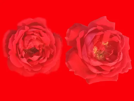 red rose wallpaper