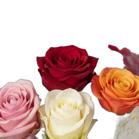 Rose Bouquet Png Love Background - Free Rose Bouquet Png Download