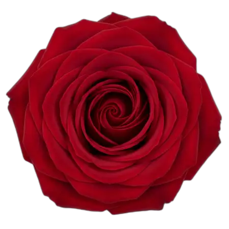 Rose Png Corner Decoration - Free Rose Png Download