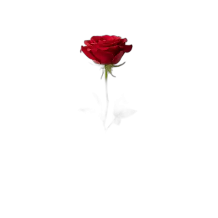 Rose Png Creative Background - Free Rose Png Download