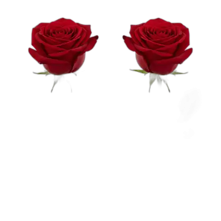 Rose Png Decoration Element - Free Rose Png Download