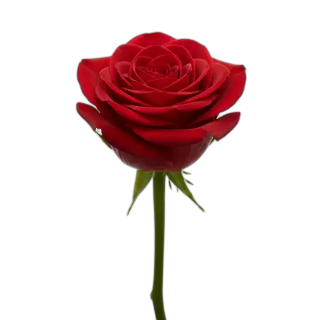 Rose Png Digital Art - Free Rose Png Download