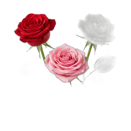 Rose Png Floral Border - Free Rose Png Download