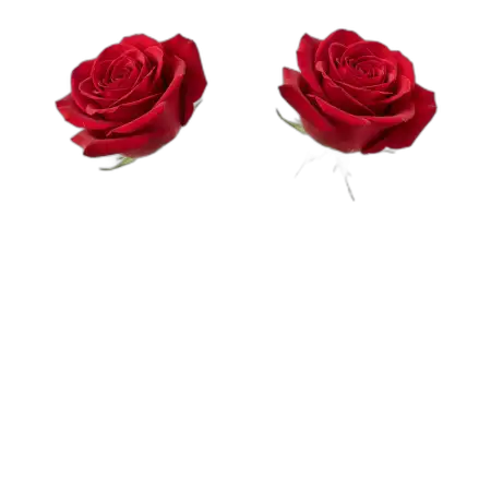 Rose Png Floral Decoration - Free Rose Png Download