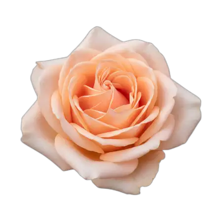 Rose Png Floral Element - Free Rose Png Download