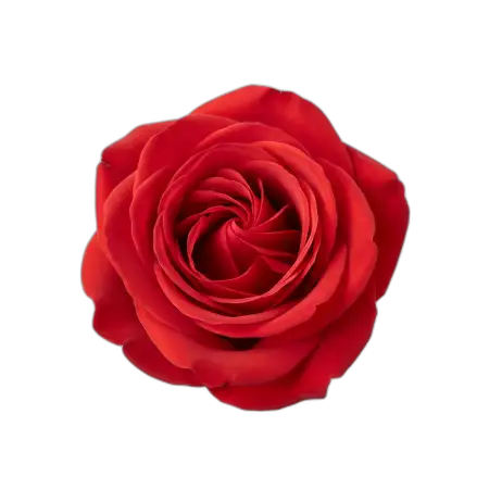 Rose Png For Logo Design - Free Rose Png Download