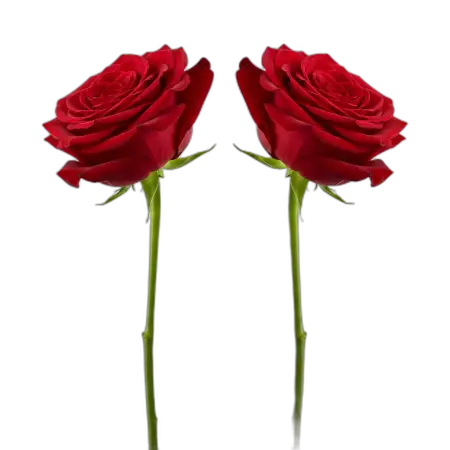 Rose Png For Poster Background - Free Rose Png Download