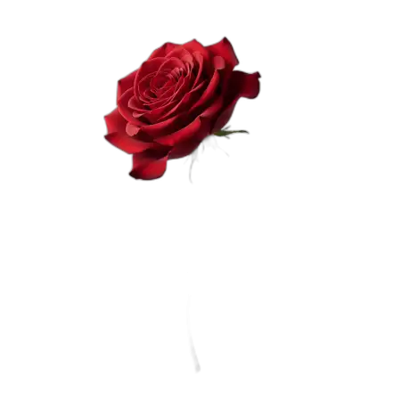 Rose Png For Reel Cover - Free Rose Png Download