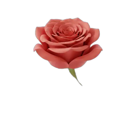 Rose Png Invitation Background - Free Rose Png Download