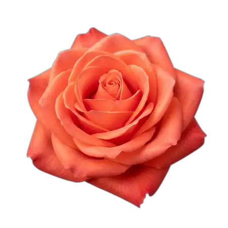 Rose Png Soft Lighting - Free Rose Png Download