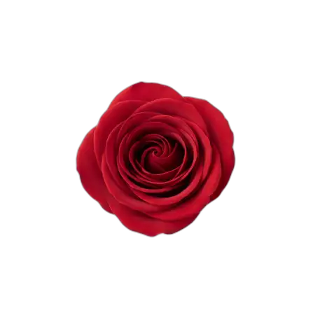 Rose Png Top View - Free Rose Png Download