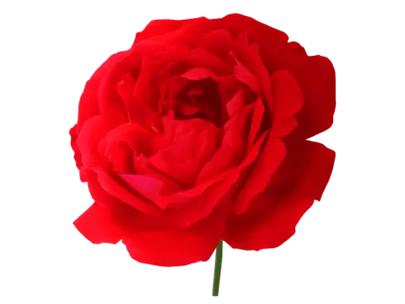 Rose Transparent - Free Rose Transparent Download