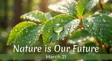 Save Trees Social Media Banner Design - Free International Day Of Forests Download