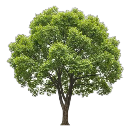 Free Single Green Tree Png Transparent PNG Image Download