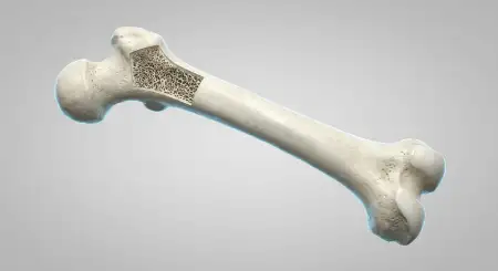 strong bones medical illustration