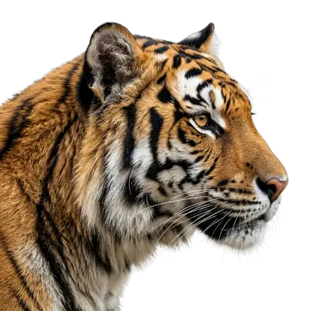 Sumatran Tiger Png Transparent - Free Tiger Png Download