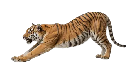 Tiger Jumping Png Transparent - Free Tiger Png Download