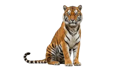 Tiger Logo Png Transparent - Free Tiger Png Download