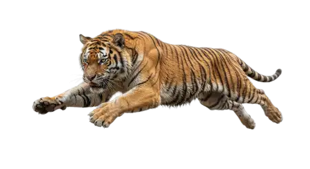 Tiger Lying Down Png - Free Tiger Png Download
