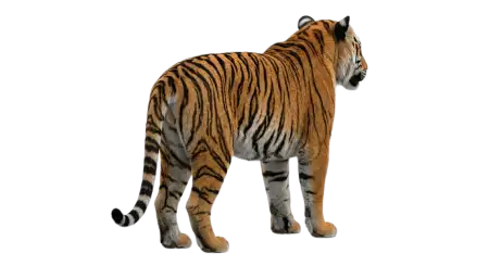 Tiger Mascot Png Transparent - Free Tiger Png Download