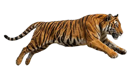 Tiger Png Transparent Background - Free Tiger Png Download
