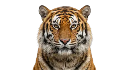 Tiger Profile Png Transparent - Free Tiger Png Download