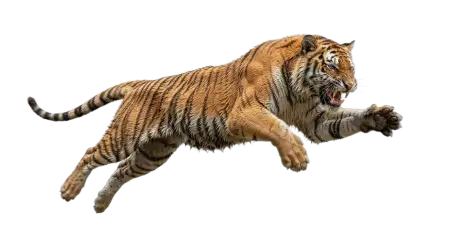 Tiger Running Png Transparent - Free Tiger Png Download