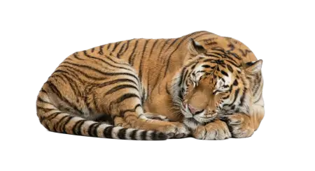Tiger Sleeping Png Transparent - Free Tiger Png Download