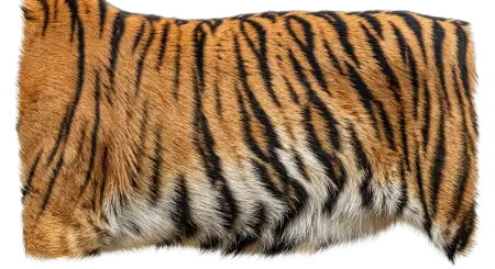 Tiger Tail Png Transparent - Free Tiger Png Download