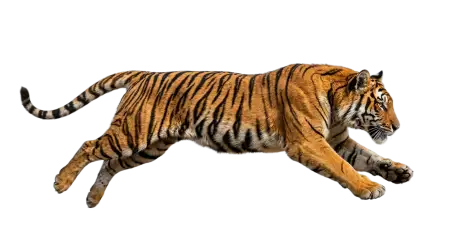 Tiger Transparent Png Free Download - Free Tiger Png Download