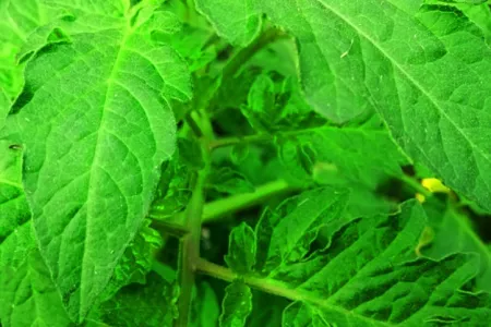 Tomato Tree Plant Leaf Green Background Nature Background - Free Nature Background Download