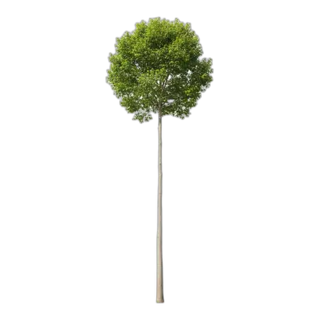 Free Tree Png For Ai Design PNG Image Download