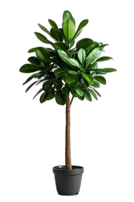 Free Tree Png For Flex Printing PNG Image Download