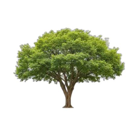 Free Tree Png For Youtube Thumbnail PNG Image Download