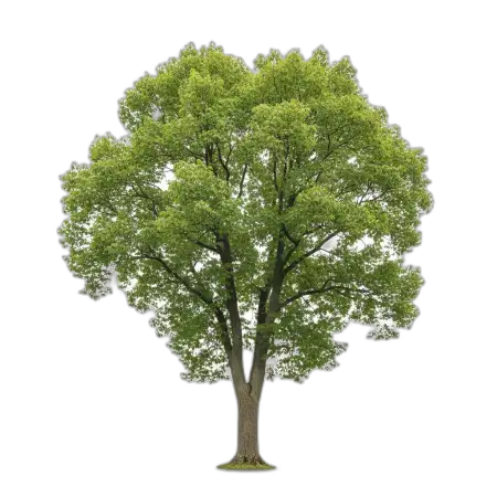 Tree Png Free Stock - Free Free Png Download