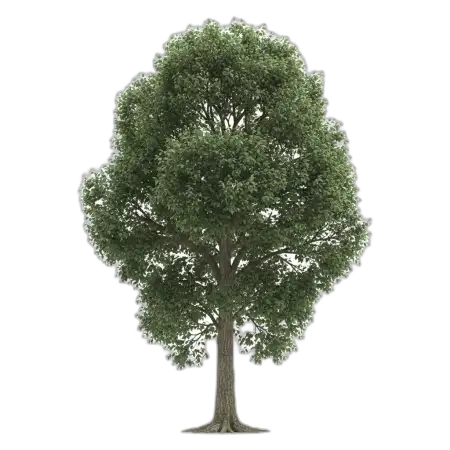 Free Tree Png Isolated On Transparent Background PNG Image Download