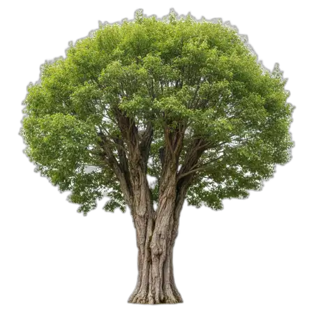 Free Tree Png Nature Element PNG Image Download