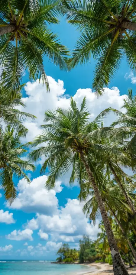 Tropical Blue Sky Background - Free Tropical Summer Background Download