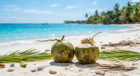 Tropical Coconut Background - Free Tropical Summer Background Download