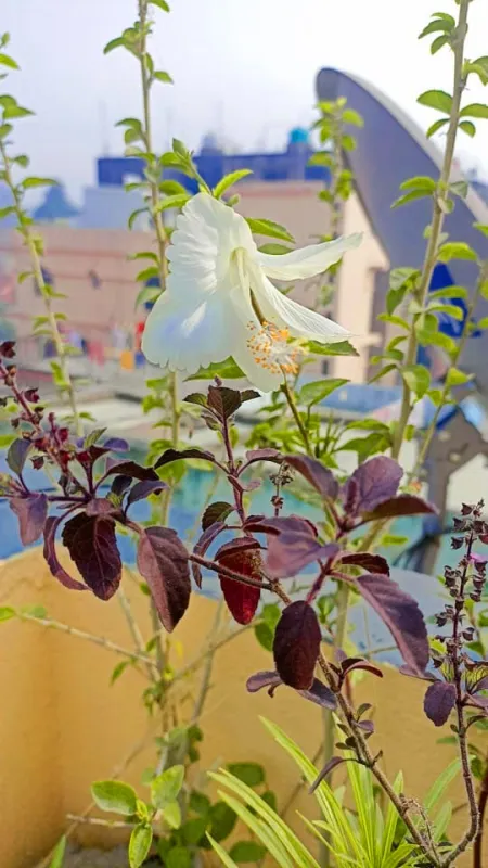 tulsi tree with white beautifull flower - White