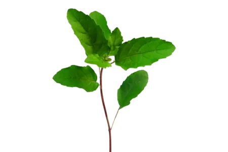 Tulsi Leaf - Free Tulsi Leaf Download
